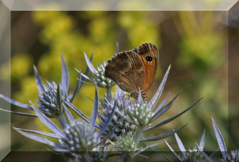 Pyronia tithonus